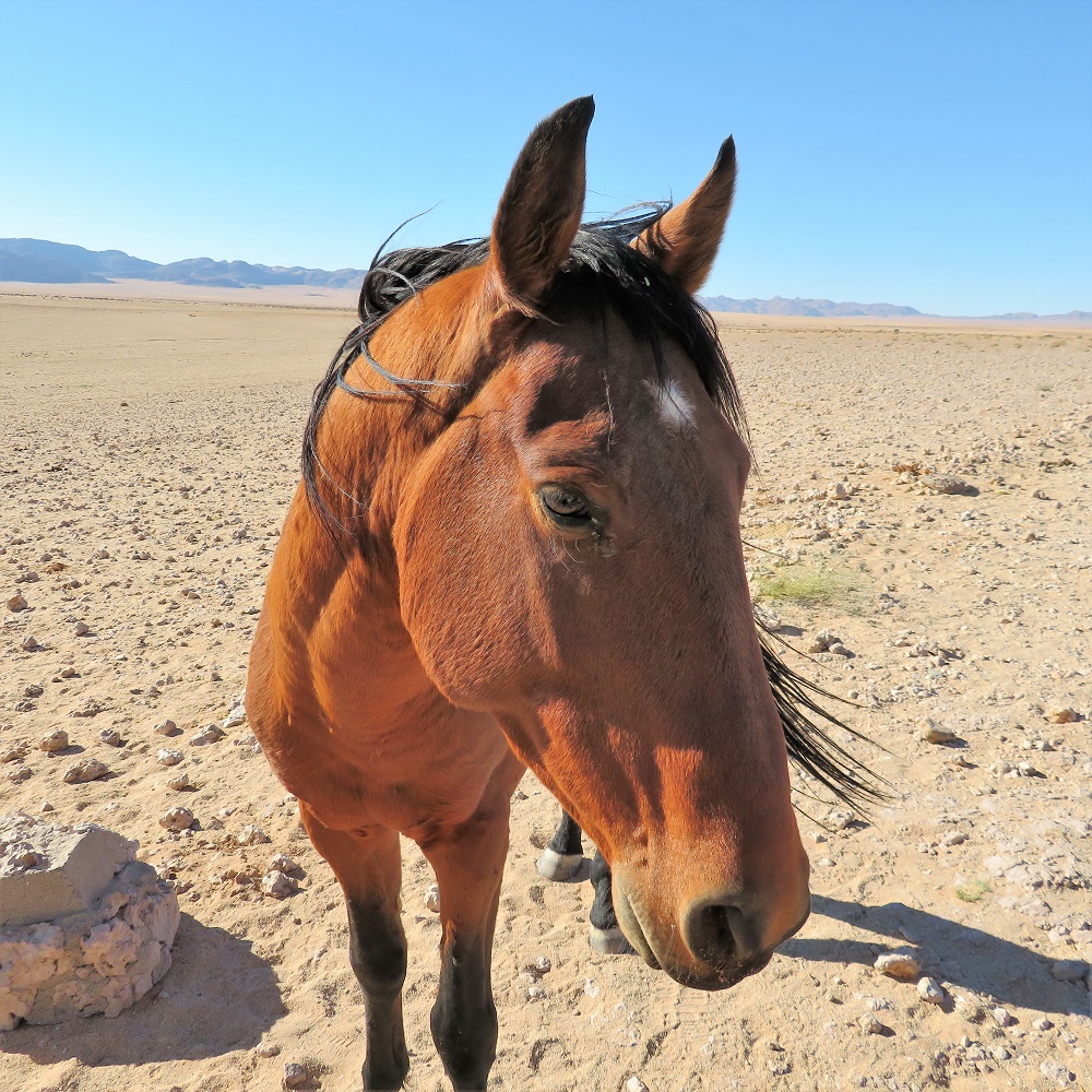 Namib Desert Horses