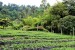 Colombia's "la zona cafetera" near Manizales