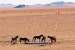Feral horses in the Namib Desert near Aus, Namibia