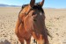 Feral horses in the Namib Desert near Aus, Namibia